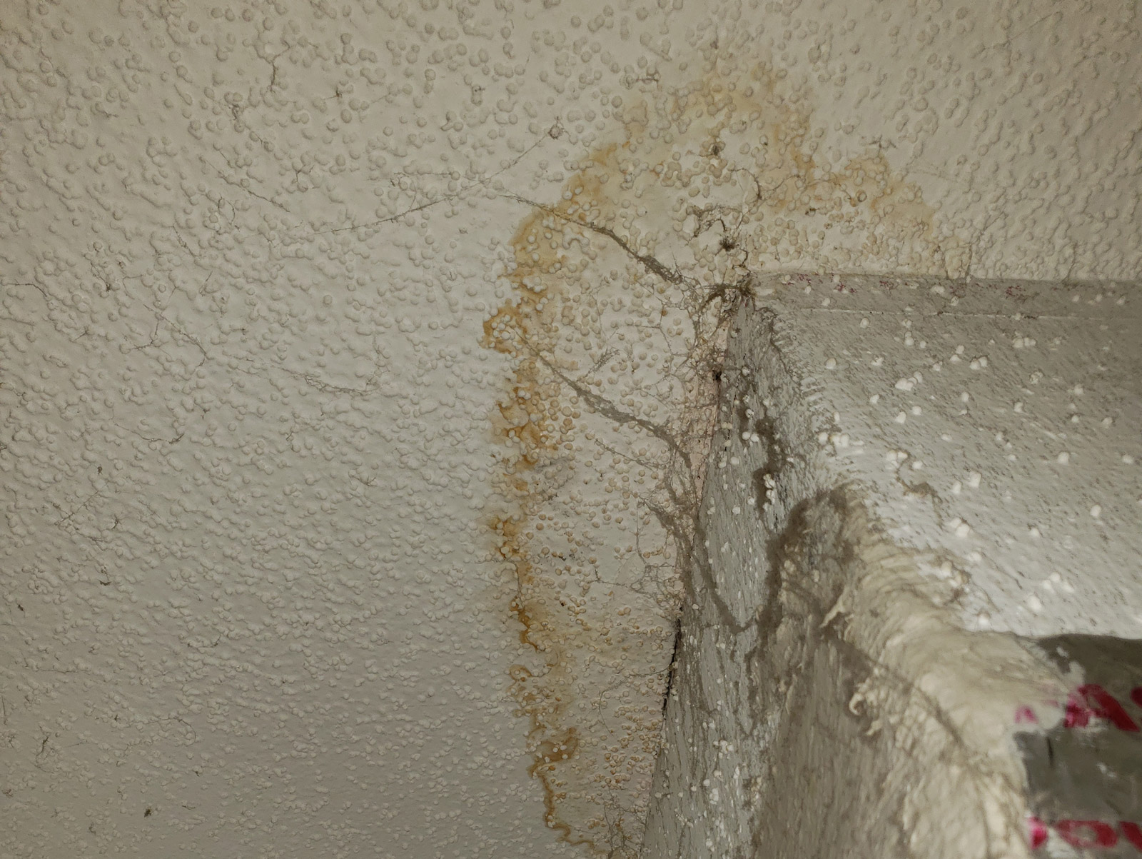 Mold Growth: Causes, Prevention, and Remediation